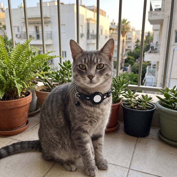 חתול טאבי במרפסת עם הקולר ומכשיר איתור בתא