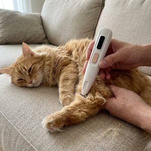 @ginger.the.cat.tlv